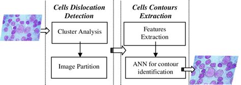 Image result for Cell Segmentation Methods