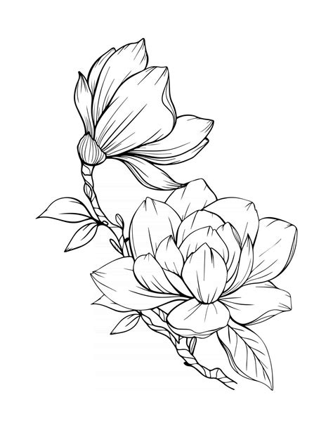 Drawing Of A Magnolia Flower - Drawing Skills Academy
