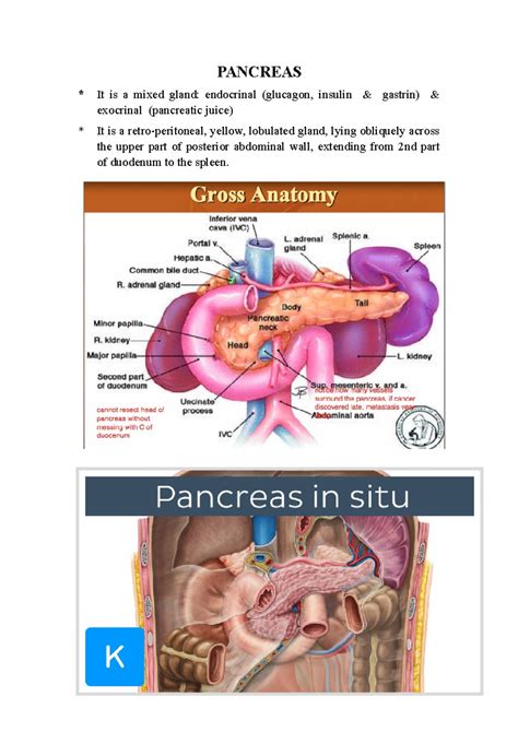 Anatomy of Pancreas - PANCREAS * It is a mixed gland: endocrinal (glucagon, insulin & gastrin ...