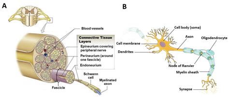 Advances in Biomimetic Nerve Guidance Conduits for Peripheral Nerve Regeneration