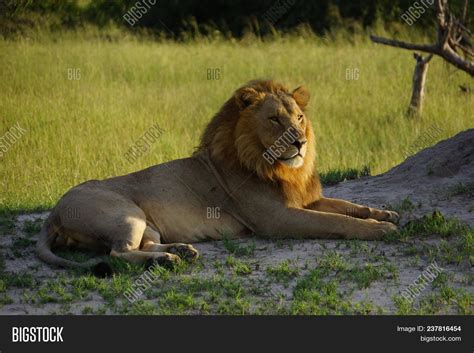 Male Lion Laying Down Image & Photo (Free Trial) | Bigstock