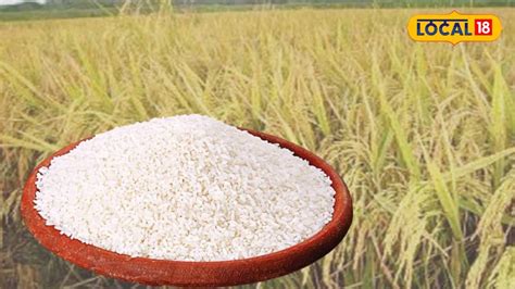 Tulaipanji Rice: সদ্য মিলেছে ‘হেরিটেজ’ তকমা! বাংলার গর্বের তুলাইপাঞ্জি ...
