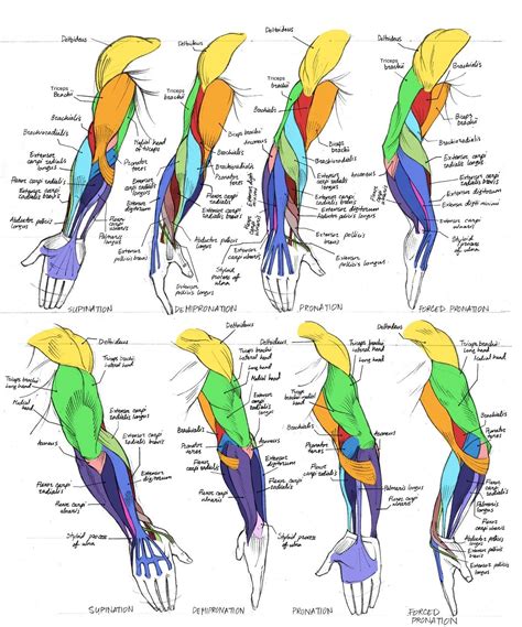AnatoRef — Triceps / Rear Arm Top Image Row 2 & 3 Row 4:... | Human ...