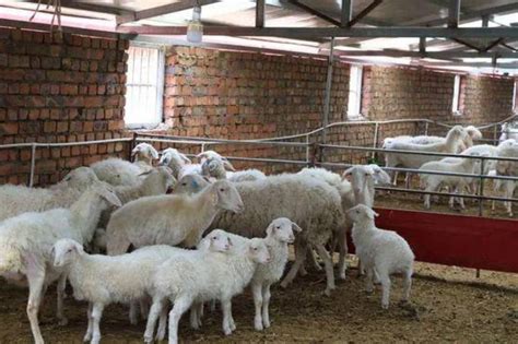 养羊四种模式比较，国内外养羊现状比较，牧草业待发展_养殖一点通