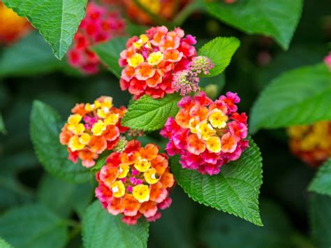 Huff Lantana