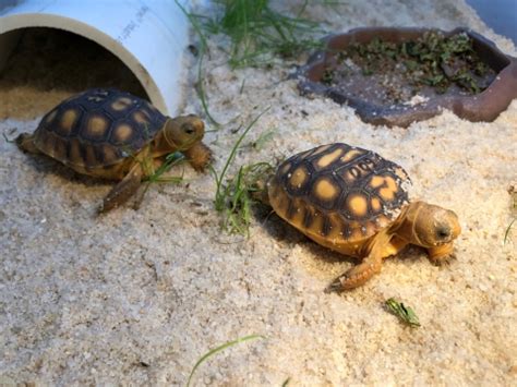 Hatchling Gopher tortoises emerging from burrow to bask | FWS.gov