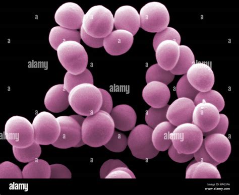 Staphylococcus epidermidis is a common member of human skin and Stock ...