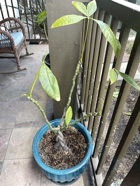 Help-I discovered that my plants were completely rootbound so about a month ago i stupidly cut ...