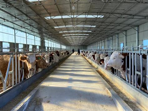 怎么挑选牛犊？买多大的牛犊最划算呢？江西肉牛养殖场厂家 300斤肉牛犊2023年最新报价 广东大型养牛场 - 知乎