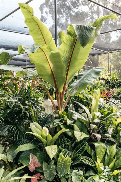 Abyssinian Banana Palm | Buy Plants - The Palms Sydney
