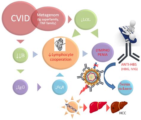 Role of B Cells beyond Antibodies in HBV-Induced Oncogenesis: Fulminant Cancer in Common ...