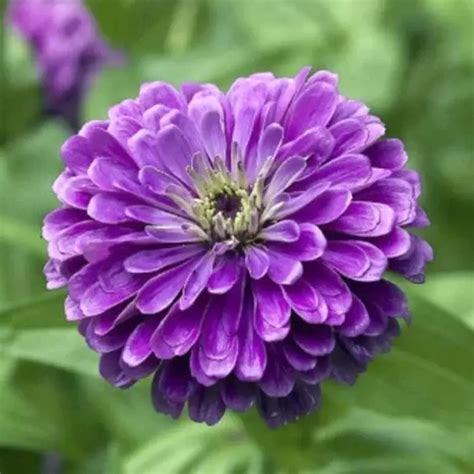 Buy Golden Hills Royal Purple Dahlia Flowered Zinnia Seeds at Best ...