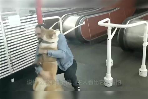 男子带狗狗坐电梯，狗子忽然脸色大变，接下来憋住别笑！