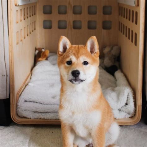 Effective Puppy Crate Training Schedule: Our Ultimate Guide