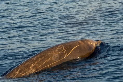 Rare Goose Beaked whale dolphin Ziphius cavirostris 20250182 Stock ...