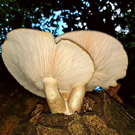 How Do Oyster Mushrooms Reproduce at Milla Slessor blog