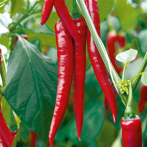 Buy Eco-Friendly Chilli Growing Kit - Full Kit Including Bamboo Eco Pot ...