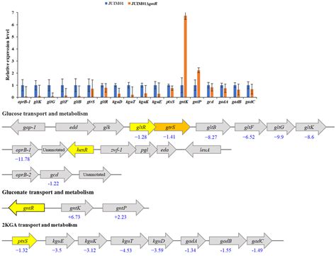 Molecular Characterization of a Transcriptional Regulator GntR for ...