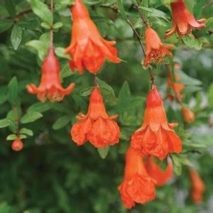 VibeX ® VMR-125 Black Anar Pomegranate Fruit Seeds Seed Price in India ...