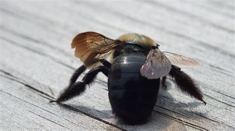 Carpenter Bee Stings Dangerous