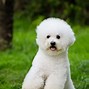 Image result for Super Cute Dog Breeds