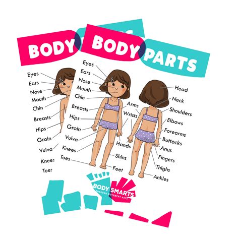 Body Parts / Anatomy / Sex Ed / Private Parts Poster / Printables female, Double Side - Etsy