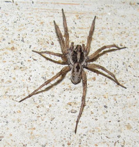 Spiders of North Carolina