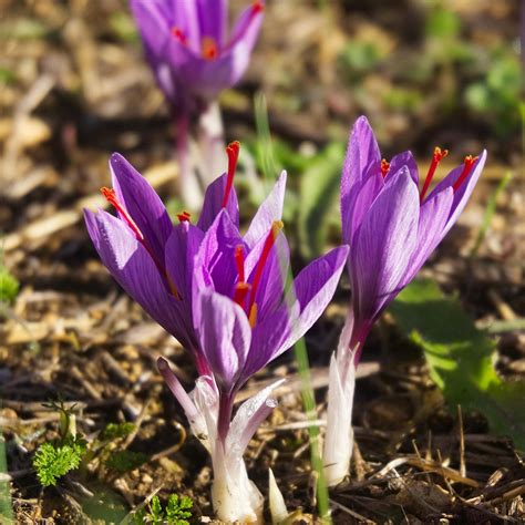 Shop ‘Crocus sativus - Saffron crocus Bulbs’ Care and Growing Guide ...