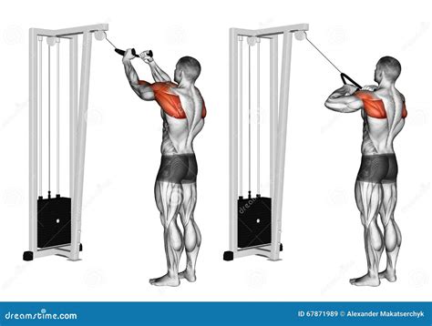 5 Best Side Delt / Lateral Delt Exercises For Mass – OIDK