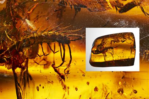 11 detailed photos of amber fossils from AMNH | Popular Science