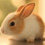 Image result for Dual Screen Wallpaper Bunny