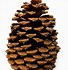 Image result for Wreath Pine Cone Crafts Decorations