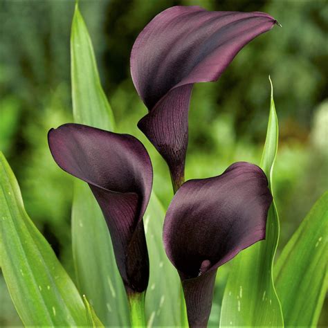 Calla Lily Planting & Growing Guide - Easy to Grow – Easy To Grow Bulbs