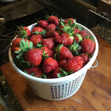 Cullman Strawberry Festival, 2021 - Southern Fusion Cooking