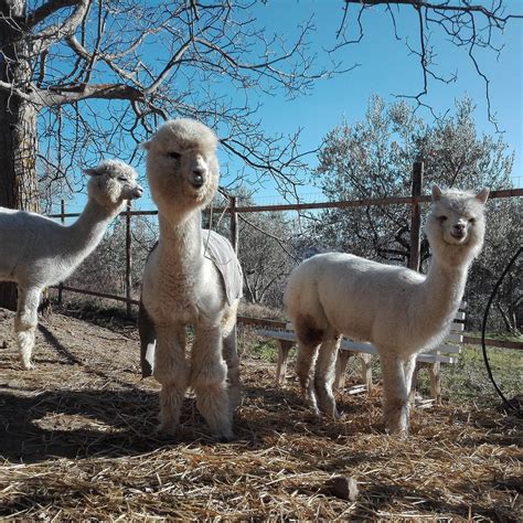 BASILICATA ALPACA (2025) All You Need to Know BEFORE You Go (with ...