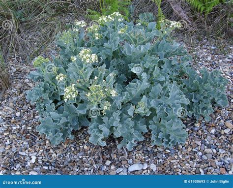 Flowering sea kale stock image. Image of foraging, kale - 61930693