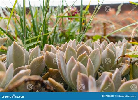 Garden Plants of Graptopetalum Rusbyi (Greene) Rose, Family Crassulaceae, Genus Graptopetalum ...