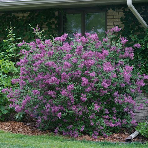 Syringa BLOOMERANG Dark Purple - Buy Lilac Bloomerang Shrubs Online
