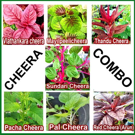 Combo 7 Cheera seeds @ 130₹ - Anugraha's Seeds World