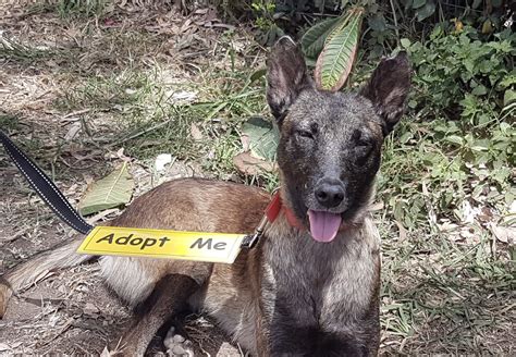 Pipa - Spanish Stray Dogs