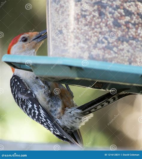 Red Bellied Woodpecker on Bird Feeder Stock Image - Image of wildlife ...