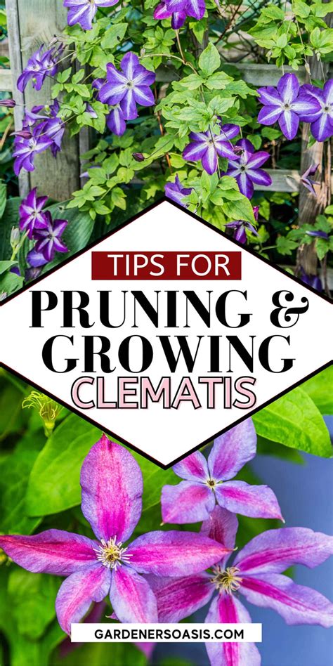 Clematis vine care planting growing and pruning tips – Artofit