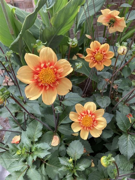 Organic demonstration garden tour, Garden Organic, Coventry, August 22 ...