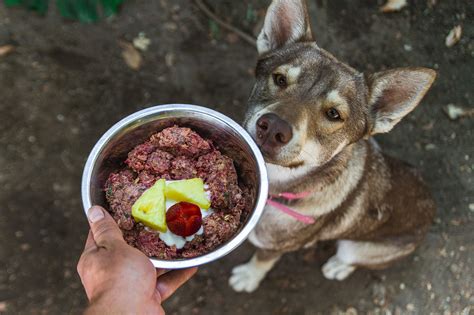 barf diet dogs,www.npssonipat.com