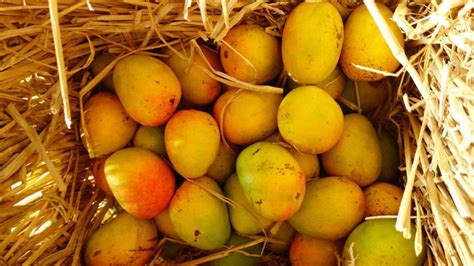 Craving mangoes? Check out these mango home delivery services in Mumbai ...