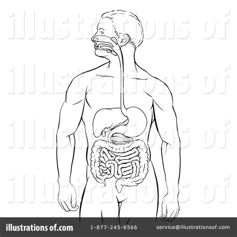 Human Digestive System Drawing How To Draw Human Digestive System | My ...
