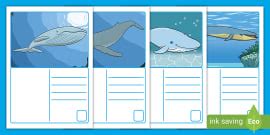 Blue Whales | The Largest Mammal in the World | Wiki