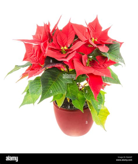 Isolated poinsettia (Euphorbia pulcherrima) flower Stock Photo - Alamy