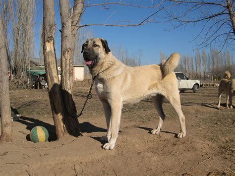 Kangal Dog - Temperament, Lifespan, Shedding, Puppy