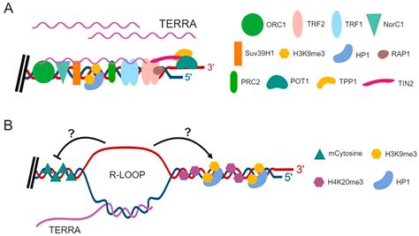 The Emerging Roles of TERRA in Telomere Maintenance and Genome Stability
